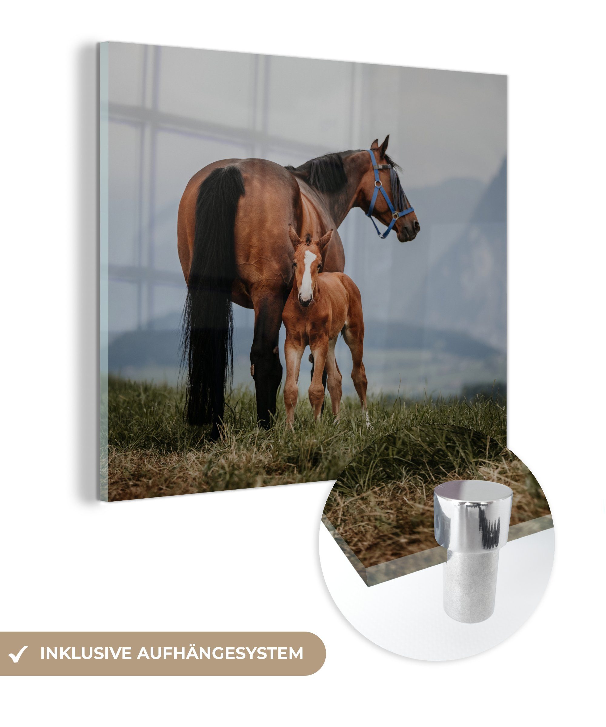 MuchoWow Acrylglasbild Pferd - Fohlen - Berg, (1 St), Glasbilder - Bilder auf Glas Wandbild - Foto auf Glas - Wanddekoration