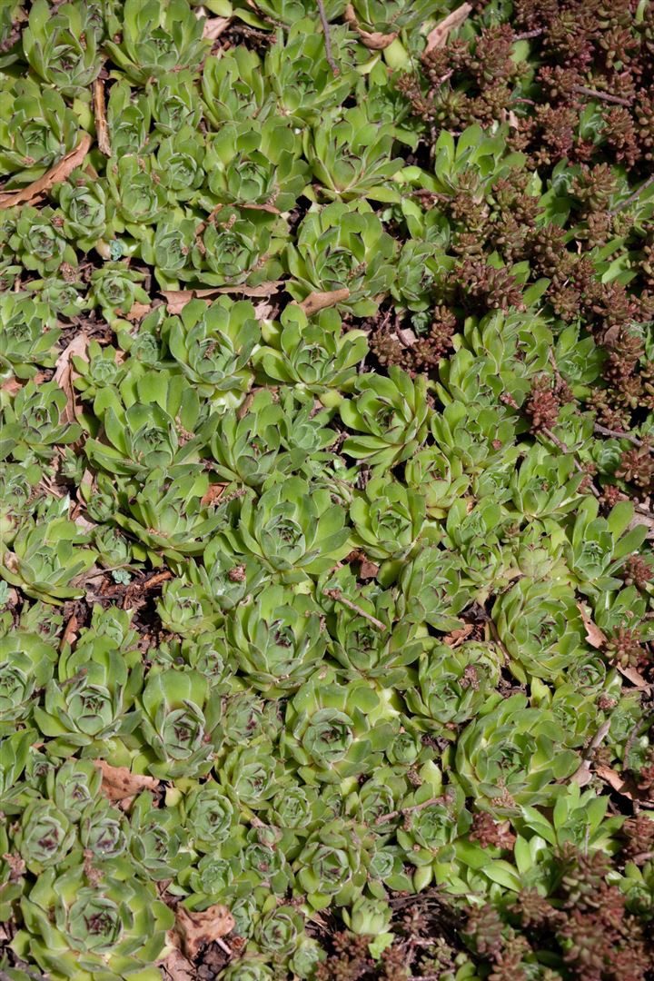 Pflanzen für Dich Staude Sedum pachyclados, 1 St., Fetthenne