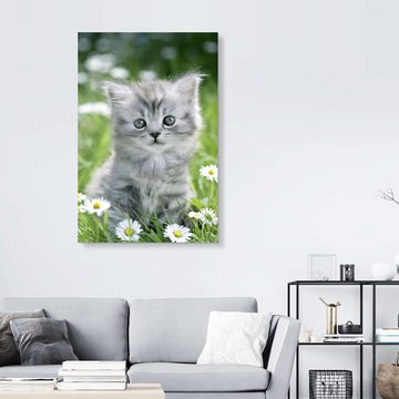 Posterlounge Acrylglasbild Greg Cuddiford, graues Kätzchen, Jungenzimmer Kindermotive