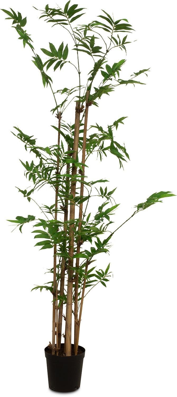 Kunstpflanze Bamboo Kunstpflanze 152 cm Bamboo, fleur ami, Höhe 152 cm