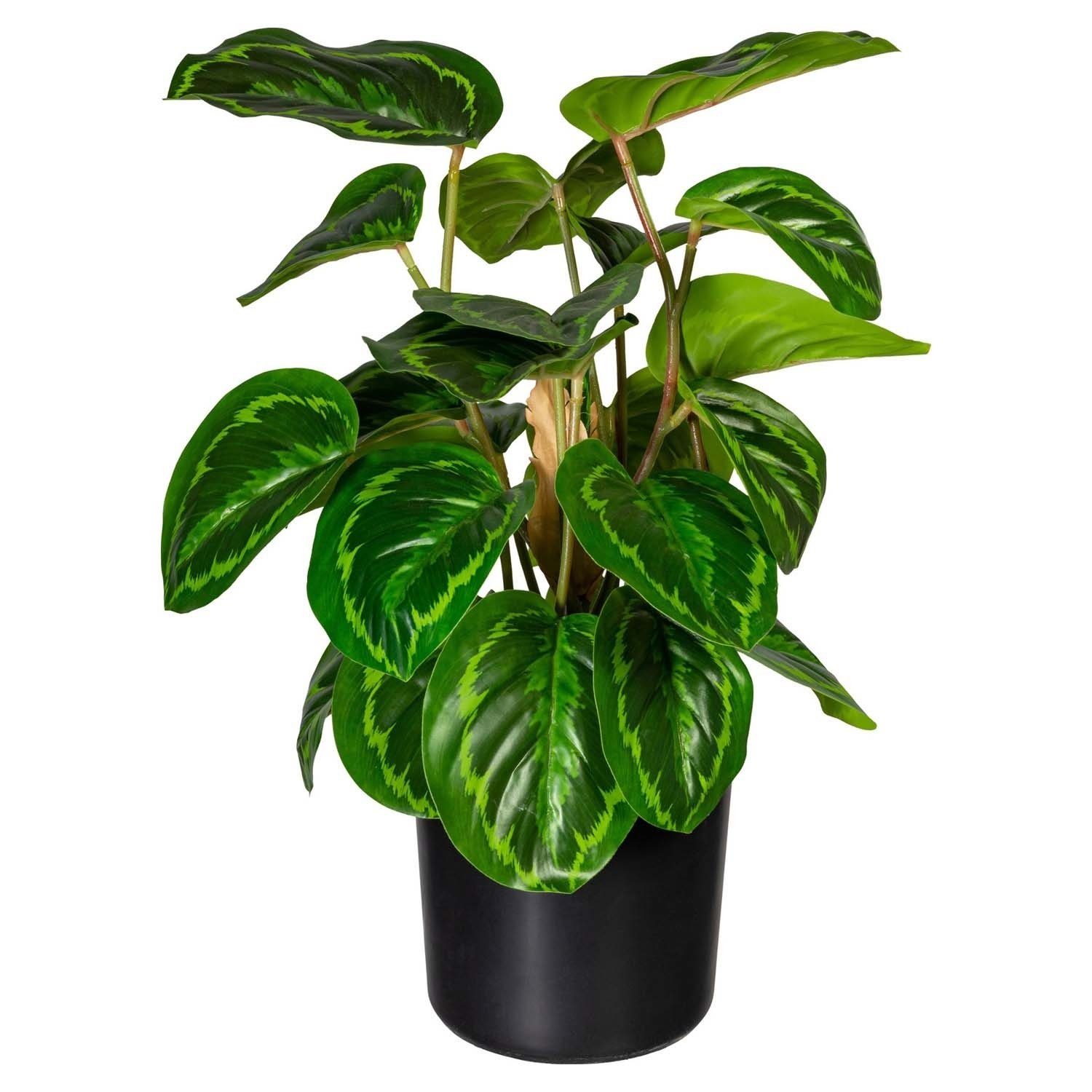 Kunstpflanze Maranta KANTA, Grün, Kunststoff, H 45 cm Maranta, Gasper, Höhe 45 cm