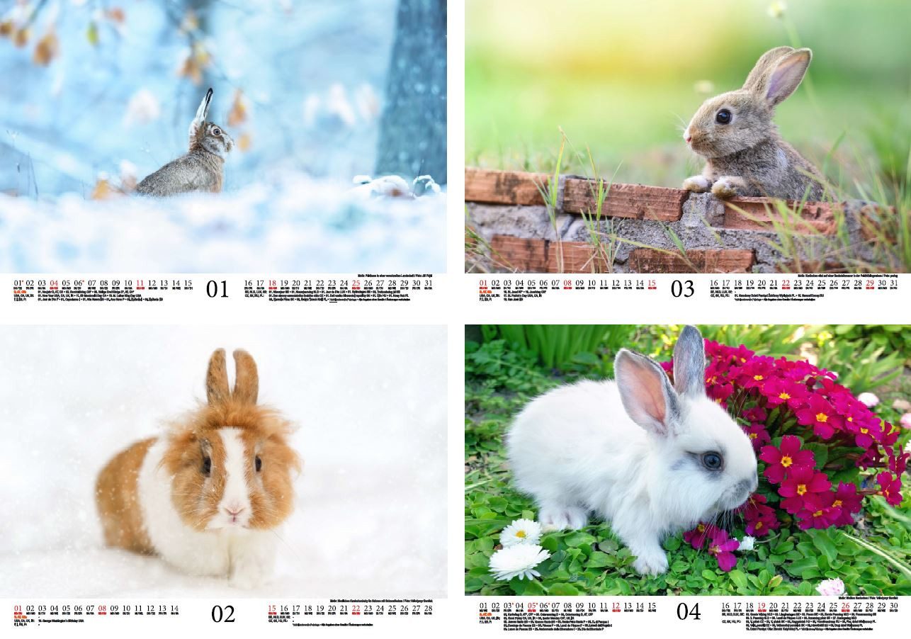 Thumbnail - Seelenzauber Wandkalender Hasenzauber Hasen und Kaninchen DIN A4 Kalender für 2026