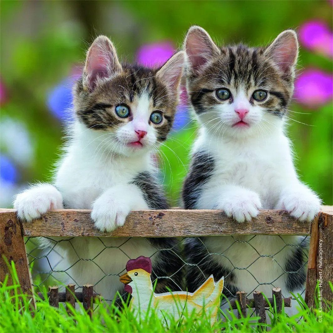 Ravensburger Puzzle Süße Samtpfötchen - Puzzle 3 x 49 Teile, 49 Puzzleteile günstig online kaufen