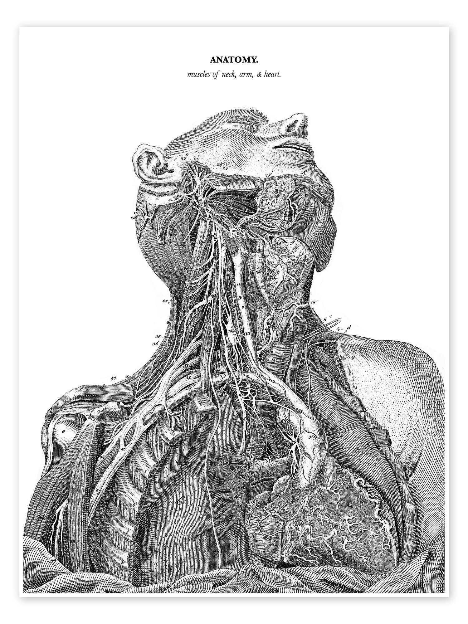 Posterlounge Wandbild Anatomie des Nervensystems im Herzen, Hals und Arm, Master Collection, erhältlich als Poster, Leinwandbild, Wandsticker oder Acrylglasbild