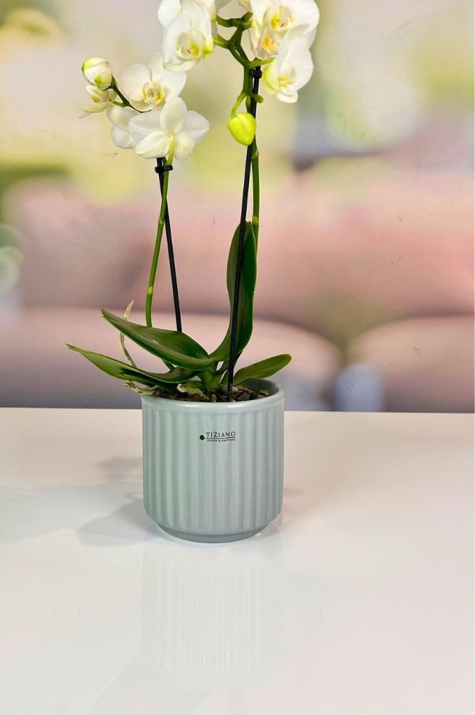 TIZIANO - DESIGN & EMOTIONS Dekofigur Orchideenkübel Torino 13cm grau matt