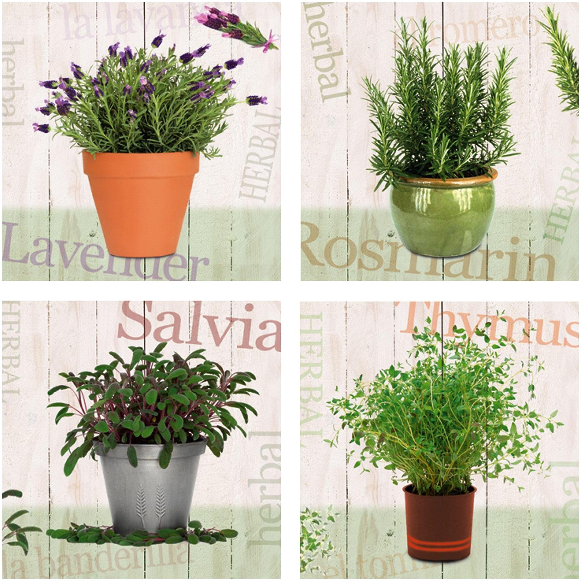 Home affaire Leinwandbild »Lavendel, Rosmarin, Salbei, Thymian«, (Set), 4x 30/30 cm-Otto