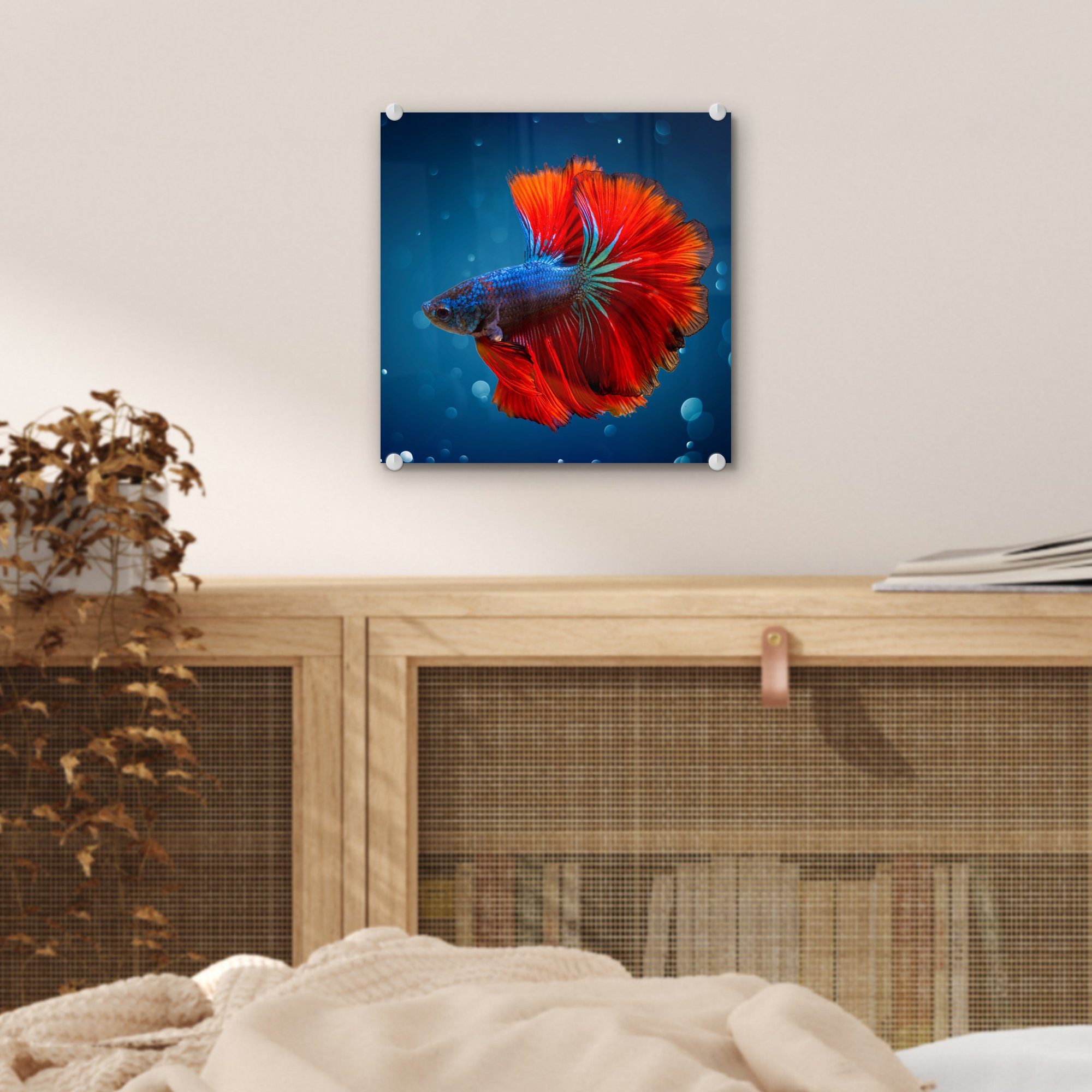 - Wandbild Glas Foto Glas - Wanddekoration Fisch Bilder Wasser - MuchoWow Glasbilder - - Rot, (1 auf St), auf Acrylglasbild