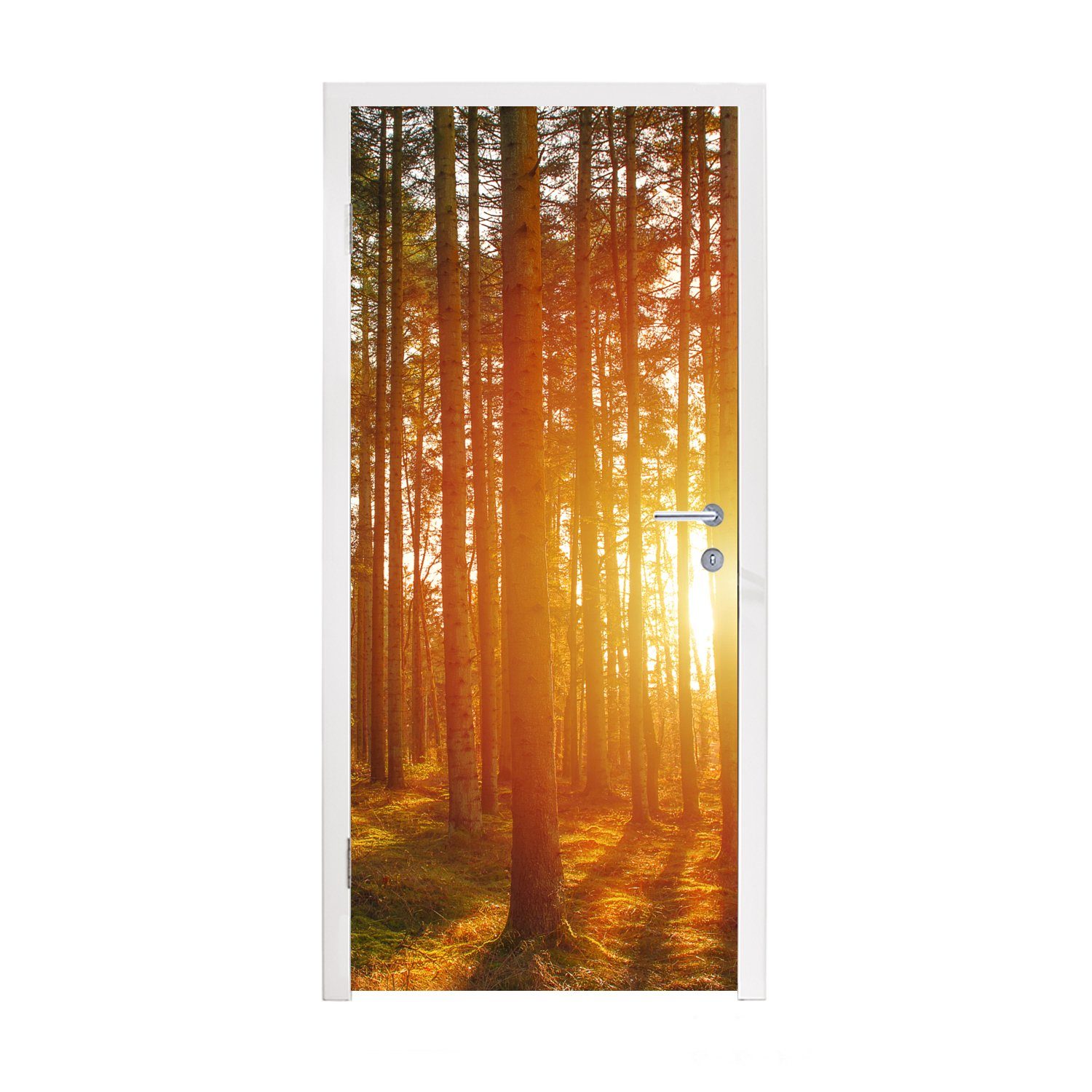 Matt, Fototapete Herbst Tür, St), bedruckt, 75x205 MuchoWow Türaufkleber, Sonne, - Türtapete Wald für cm - (1