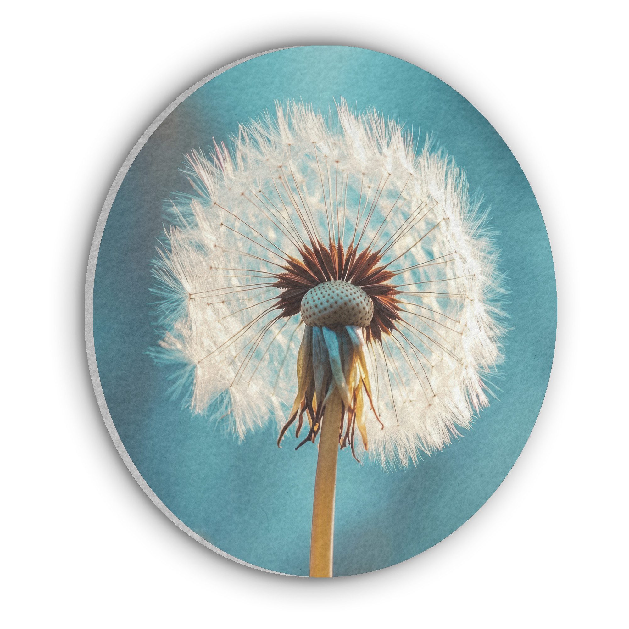 MuchoWow Gemälde Löwenzahn - Natur - Blumen - Blau, Fotodruck (1 St), Akustikpaneele rund, Schalldämmung, Akustikbilder 30x30 cm