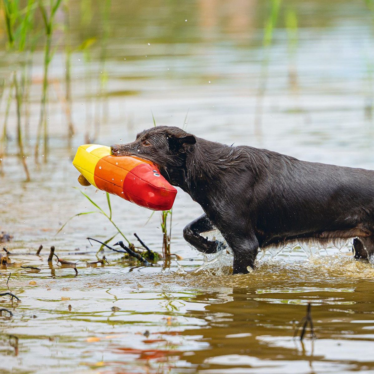 Beeztees Wasserspielzeug Hundespielzeug Wassereis Neopren