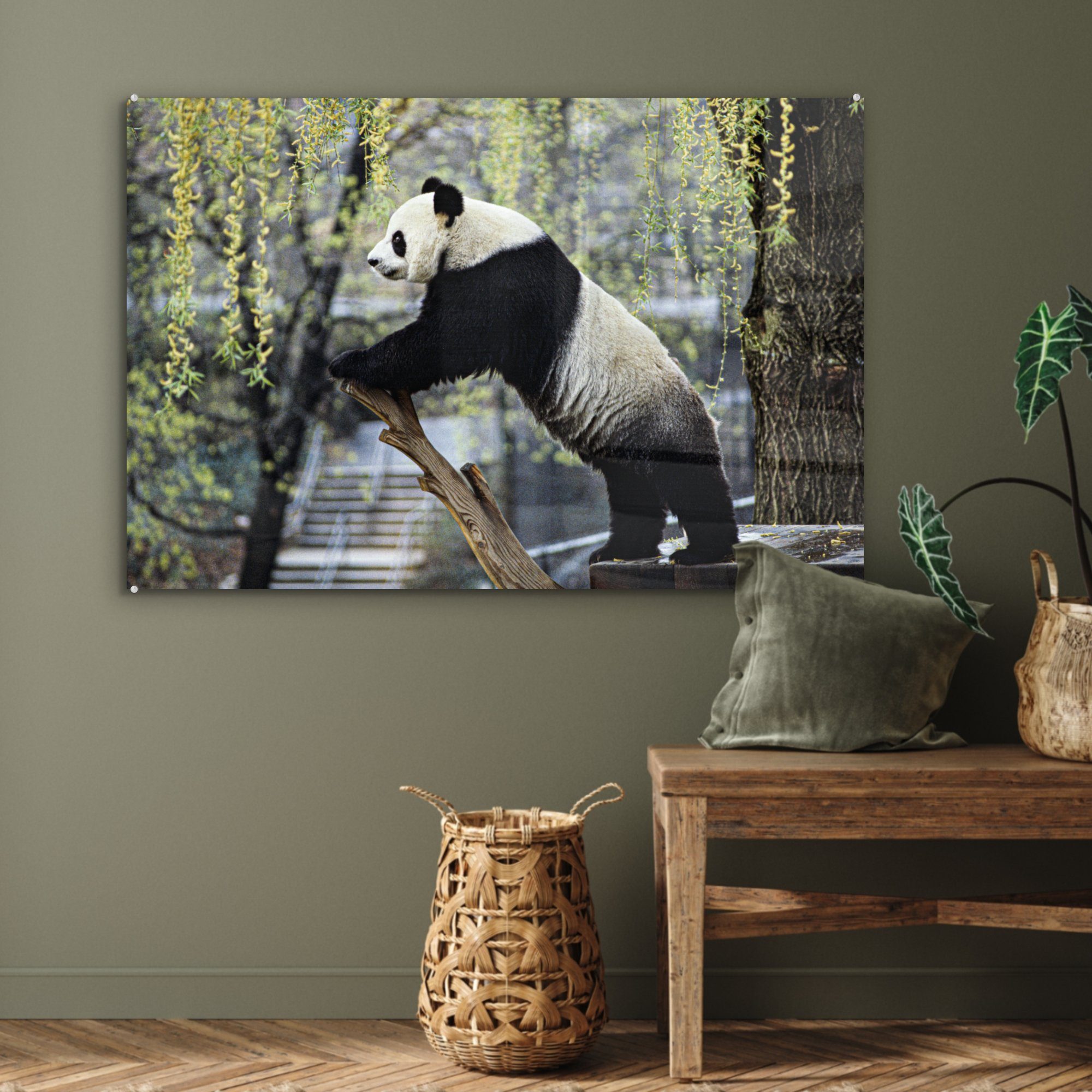 MuchoWow Acrylglasbild Panda - - Wohnzimmer Baum, Schlafzimmer (1 Fluss St), & Acrylglasbilder