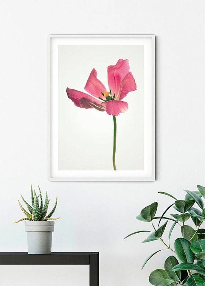 Komar Poster Tulip, (1 Blumen St), Kinderzimmer, Wohnzimmer Schlafzimmer