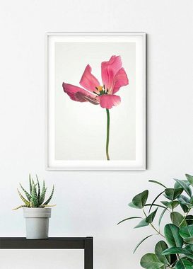 Komar Poster Tulip, Blumen (1 St), Kinderzimmer, Schlafzimmer, Wohnzimmer