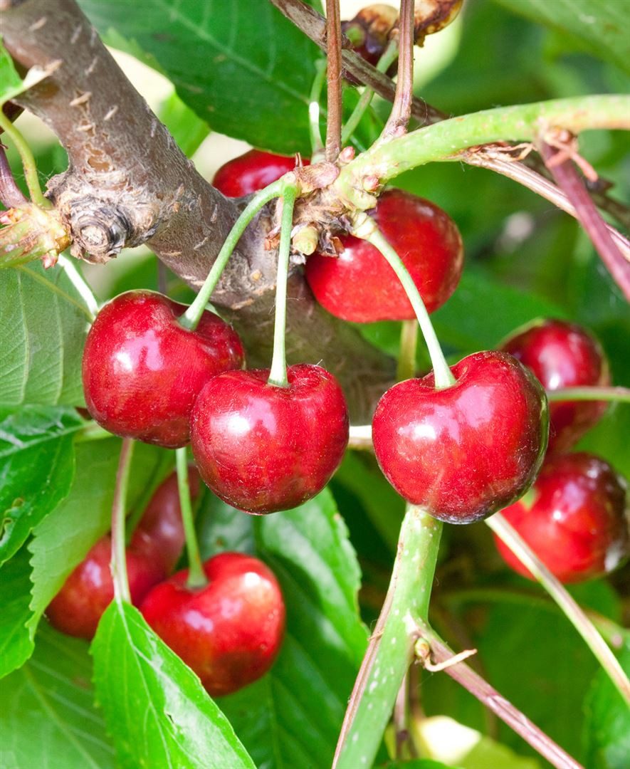 Pflanzen für Dich Obstpflanze Prunus avium Burlat, 1 St., Süßkirsche, Burlat-Kirsche, frühreifend, süßfruchtig