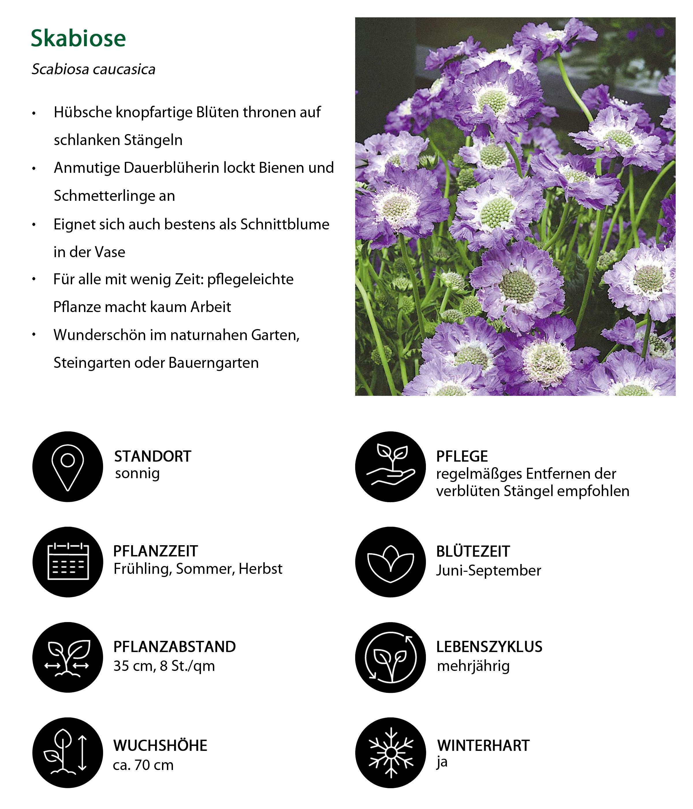 Dehner Staude Bo Stauden-Set Sommerglück, 24 Pflanzen, je 3-20 cm exkl. Pflantopf, für sonnige bis halbschattige Staudenbeete