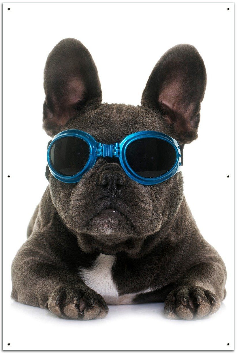 Wallario Sichtschutzzaunmatten Cooler Hund mit Sonnenbrille in blau - Französische Bulldogge