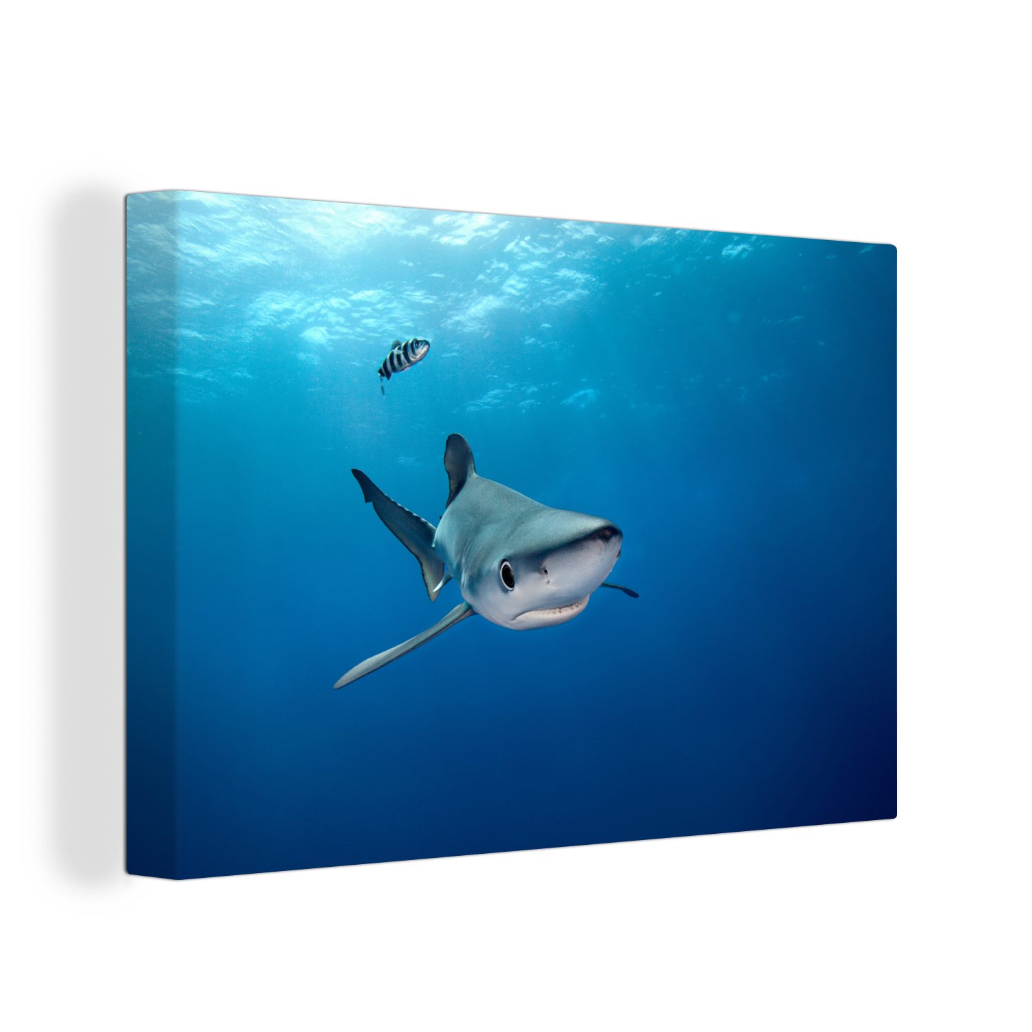 OneMillionCanvasses® Leinwandbild Großer Blauer Hai, (1 St), Wandbild Leinwandbilder, Aufhängefertig, Wanddeko, 30x20 cm