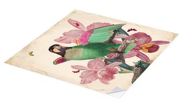 Posterlounge Wandfolie Mandy Reinmuth, Exotische Papageien VIII, Wohnzimmer Shabby Chic Illustration