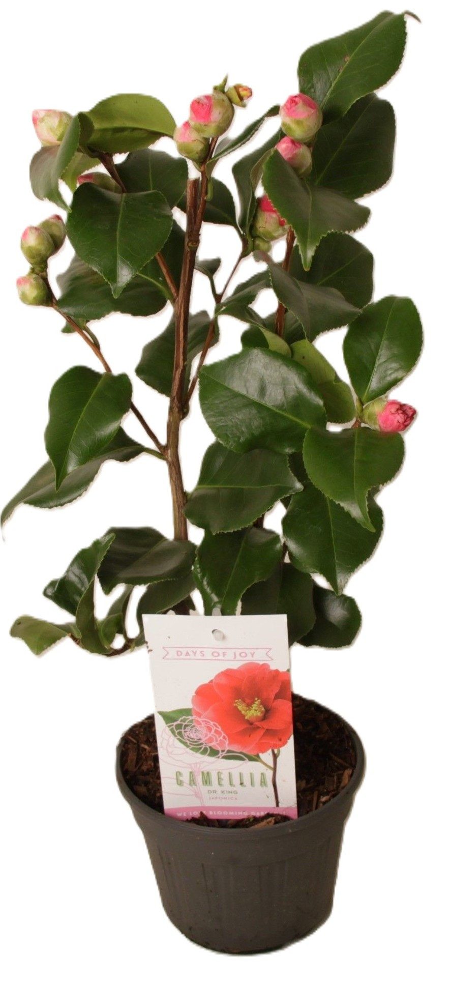 meinvipshop Topfpflanze Camellia japonica Dr King rot Kamelie 55cm