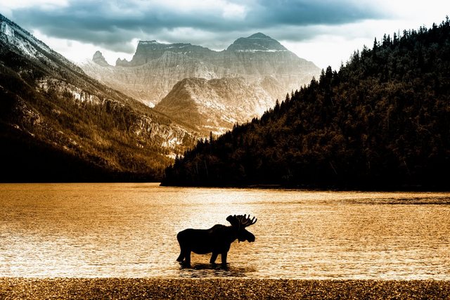 Papermoon Fototapete »Moose in Waterton Lake«, glatt-Otto