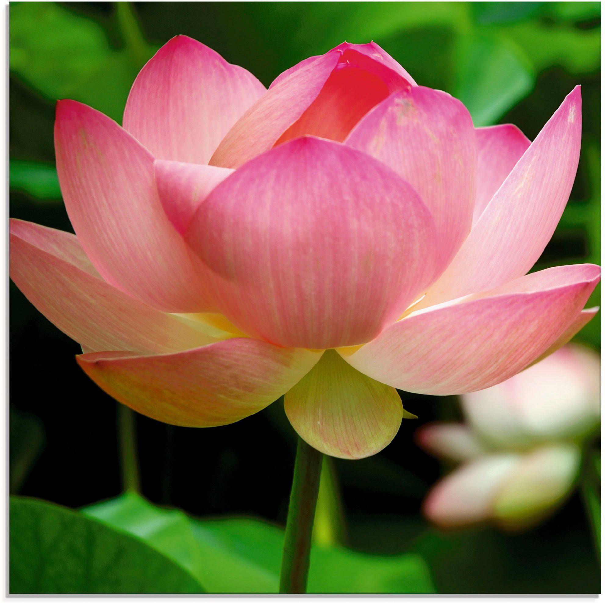 verschiedenen (1 Größen in Lotus - Glasbild Seerose, St), Artland Blumen