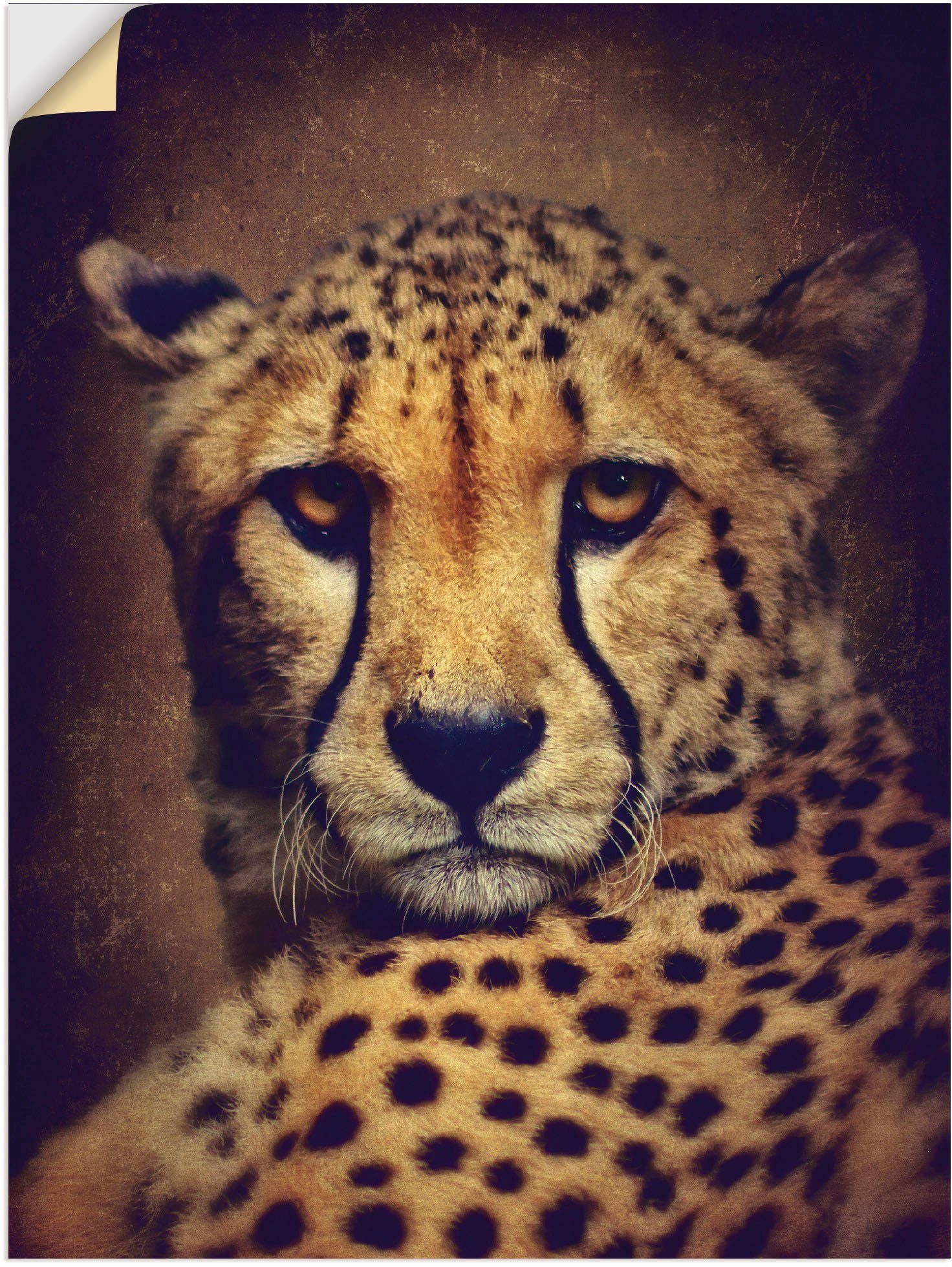 Artland Wandbild Gepard, in Poster (1 als Wildtiere Leinwandbild, Größen Wandaufkleber versch. St), oder