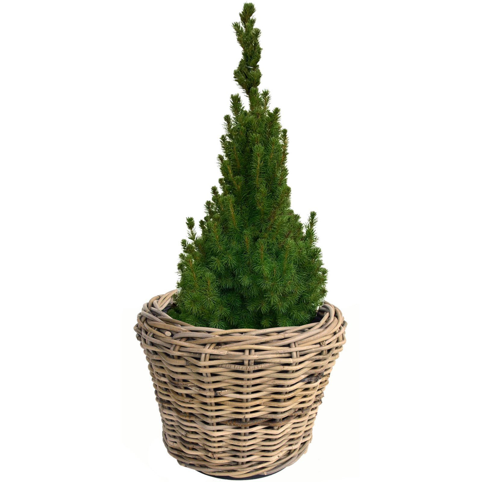 Van der Leeden Blumentopf Blumenkorb Pflanzkorb 36x28cm Rattan Weide Sylter günstig online kaufen