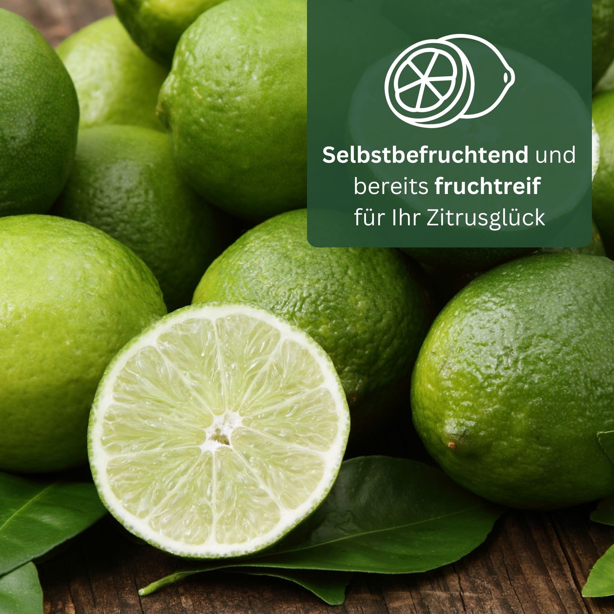Meine Orangerie Obstpflanze Mexikanische Limette - Citrus Aurantifolia - Caipirinha Limette, Key Lime - echter Limettenbaum, professionell veredelter und fruchtreifer Zitrusbaum