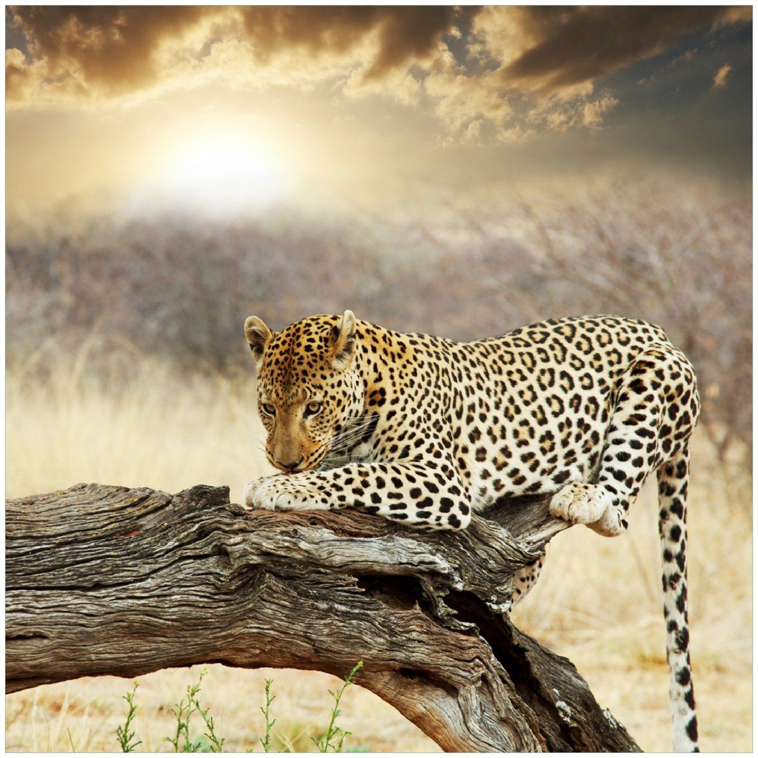 Wallario Memoboard auf Leopard Baumstamm in Afrika