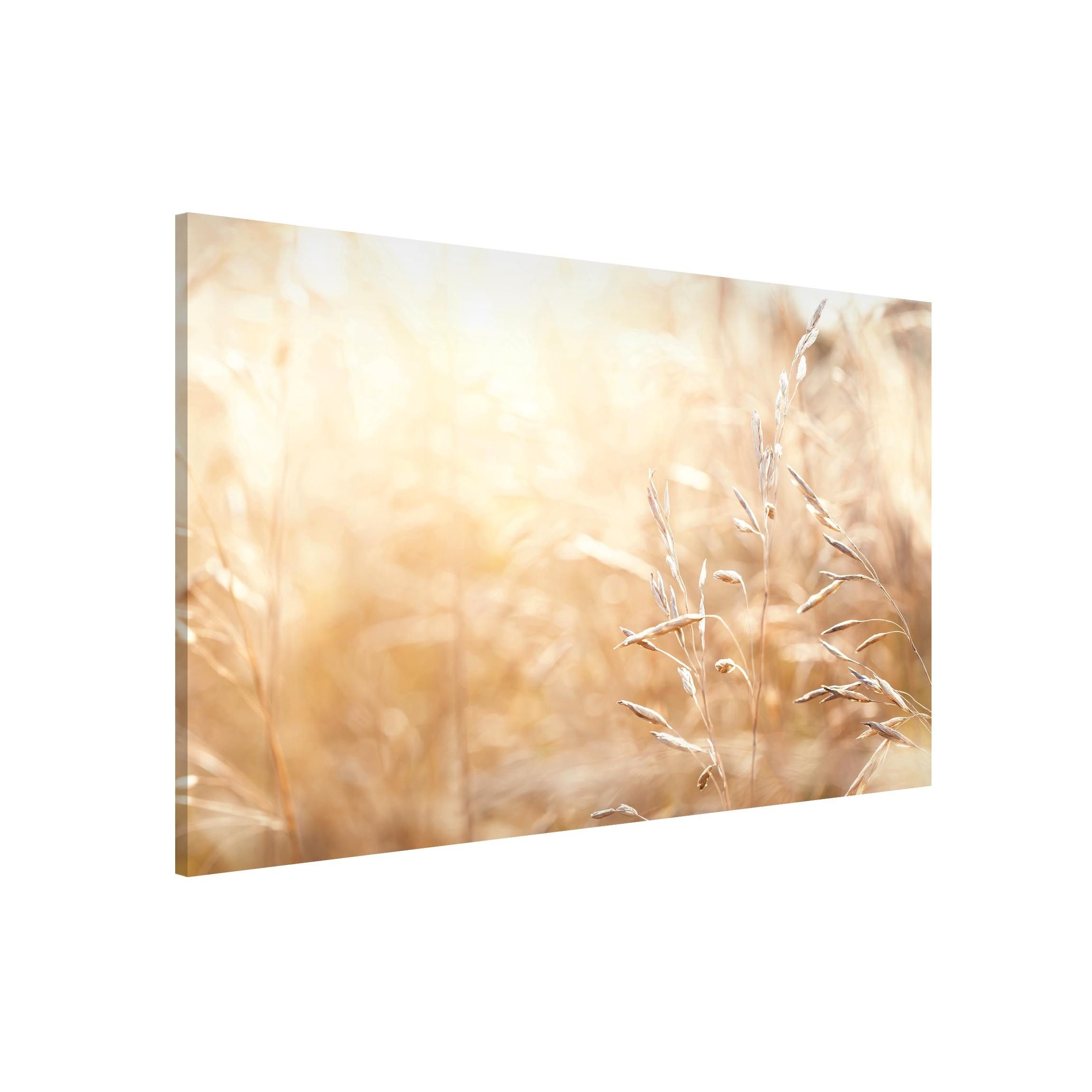 Bilderdepot24 Magnettafel Küche beige Gräser im Sonnenschein, (1-tlg., Magnetboard Pinnwand für die Wand - metallische Tafel für Magnete), Magnetwand groß mit Motiv Büro Memoboard magnetisch Querformat