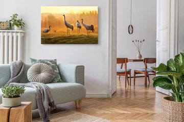 Sinus Art Leinwandbild 120x80cm Wandbild auf Leinwand Tierfotografie Kraniche Natur Sonnenunt, (1 St)