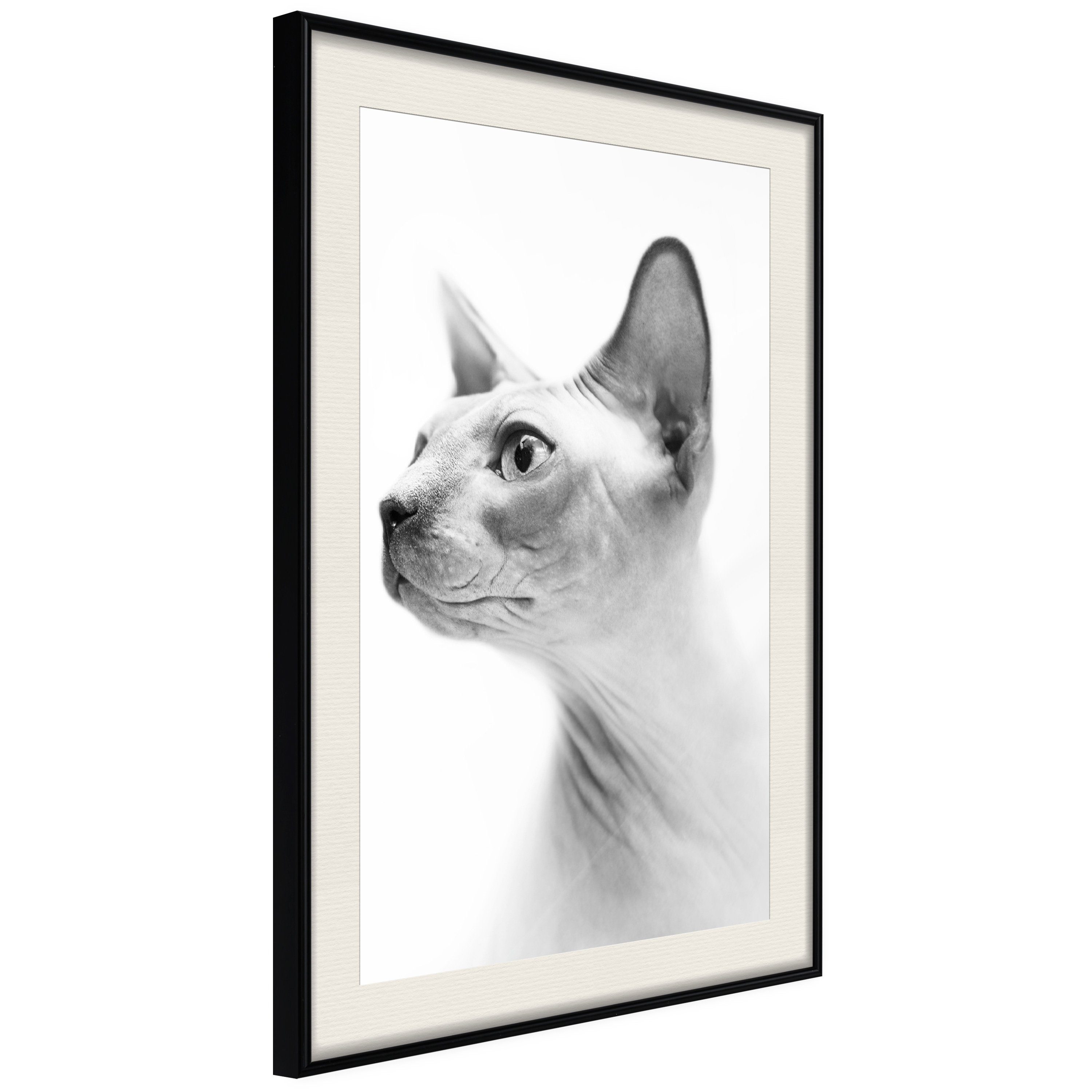 Artgeist Poster Hairless Cat []