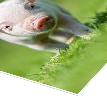 Posterlounge Poster Editors Choice, Kleines Schweinchen, Fotografie