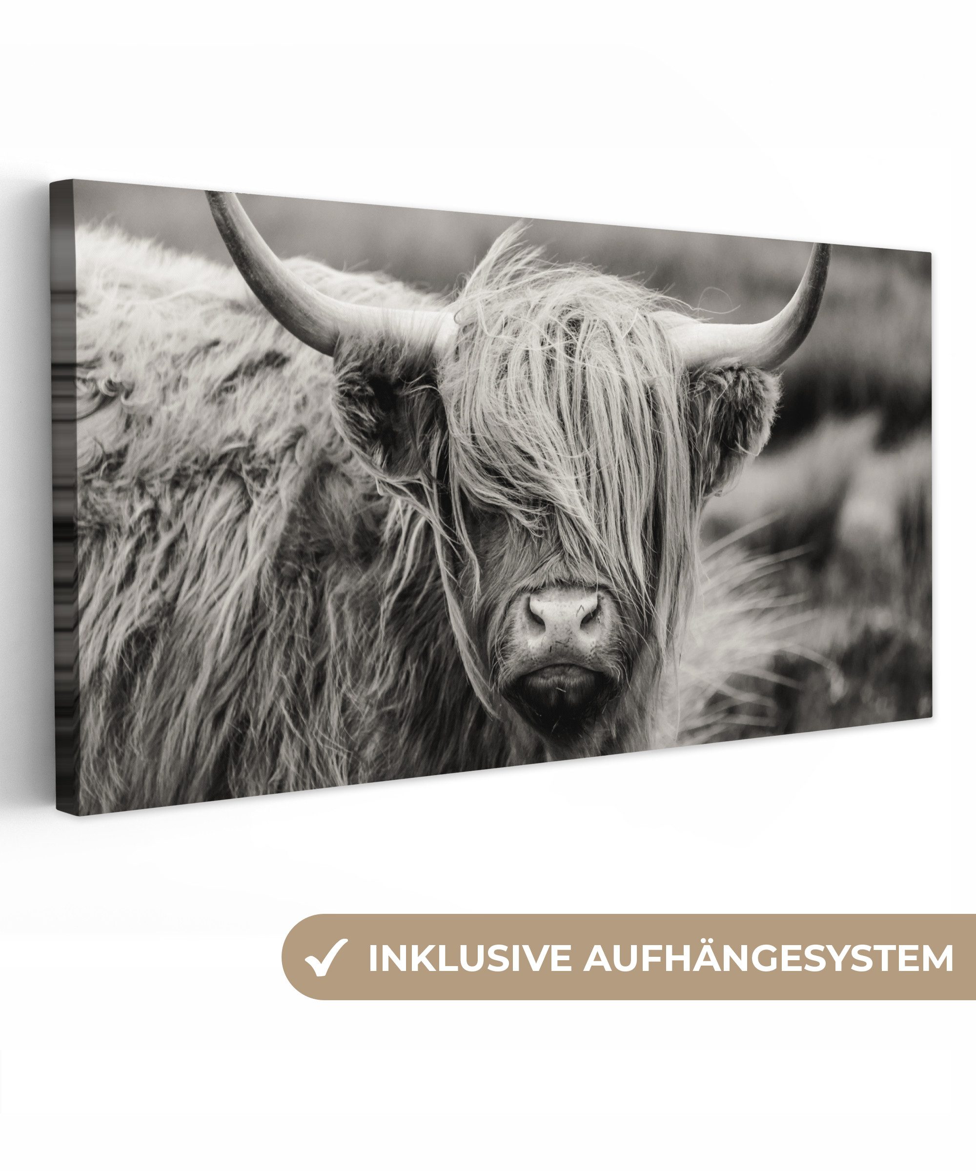 OneMillionCanvasses® Leinwandbild Panorama Schottischer Highlander - günstig online kaufen