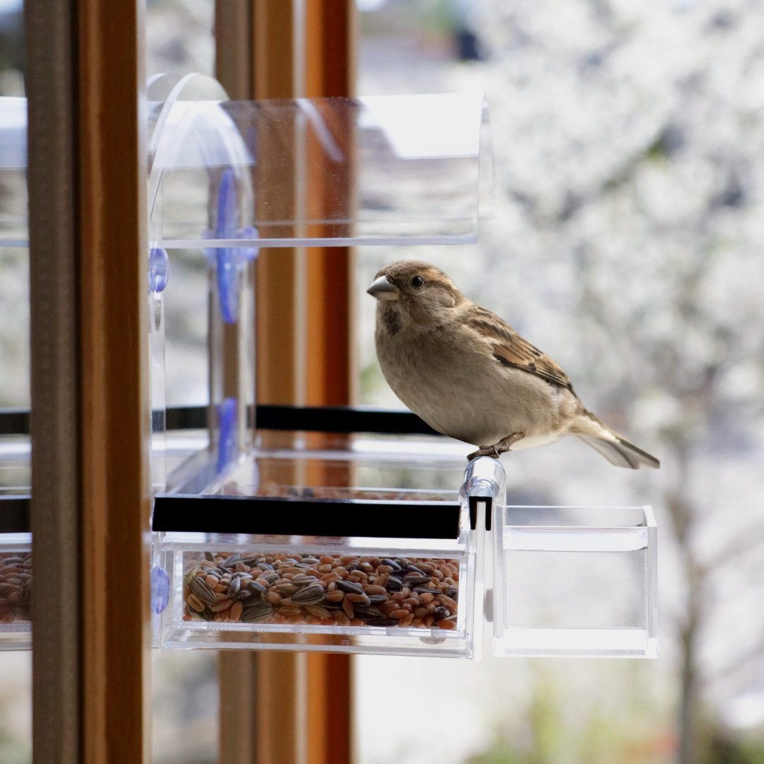 Wünschwas Vogelhaus Fenster Vogelfutterhaus- Vogelhaus mit günstig online kaufen