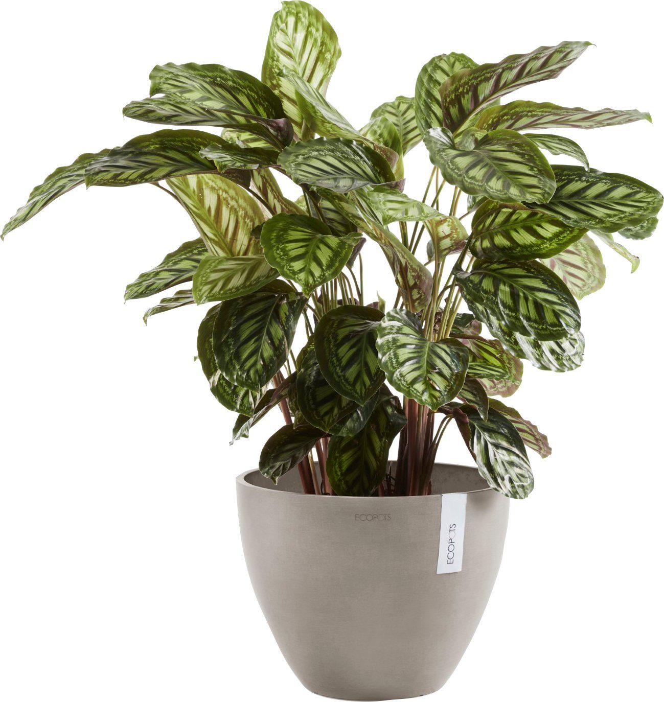 ECOPOTS Blumentopf ANTWERP Taupe, BxTxH: 50x50x37,5 günstig online kaufen