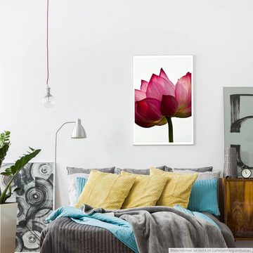 Sinus Art Poster Wunderschöne gestreifte Lotusblume 60x90cm Poster