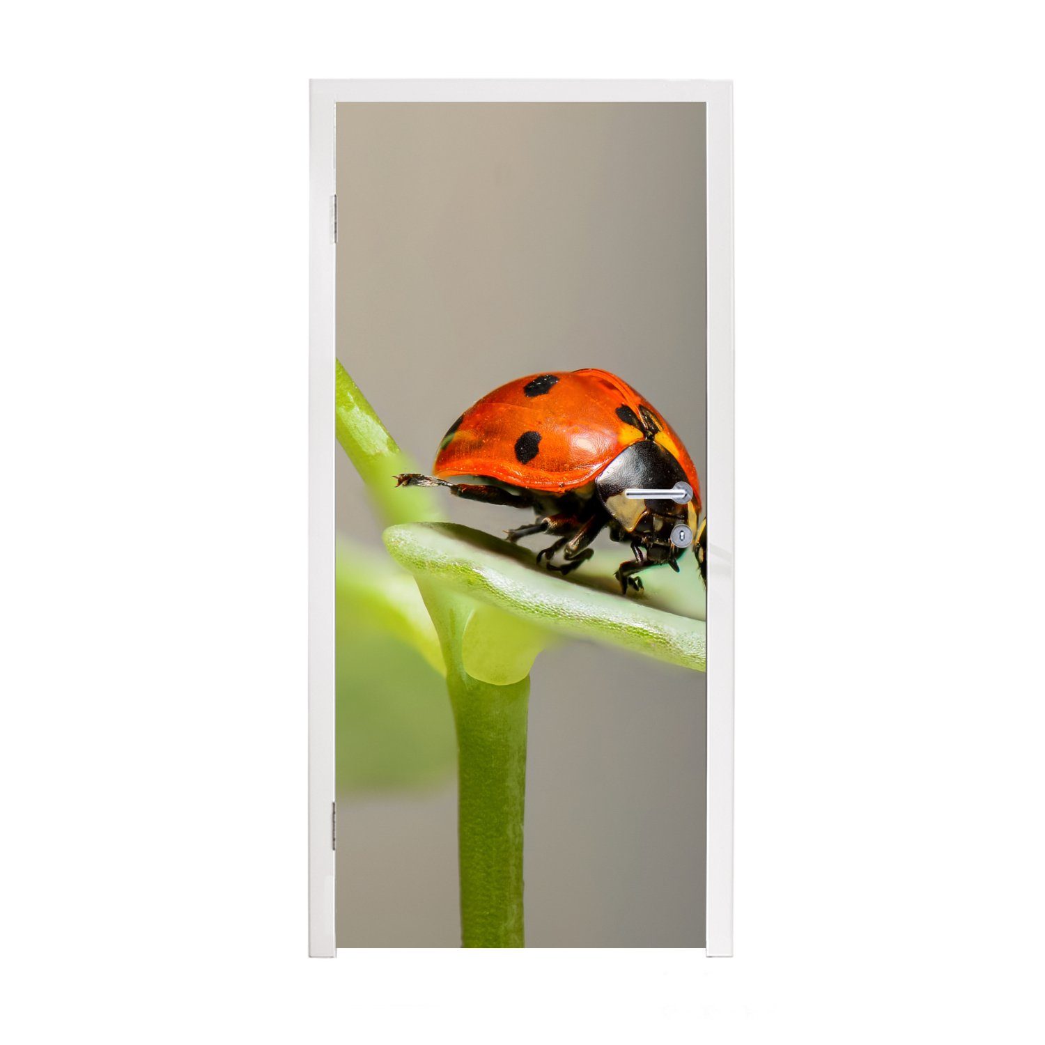 MuchoWow Türtapete Zwei Marienkäfer auf Blatt, Matt, bedruckt, (1 St), Fototapete für Tür, Türaufkleber, 75x205 cm