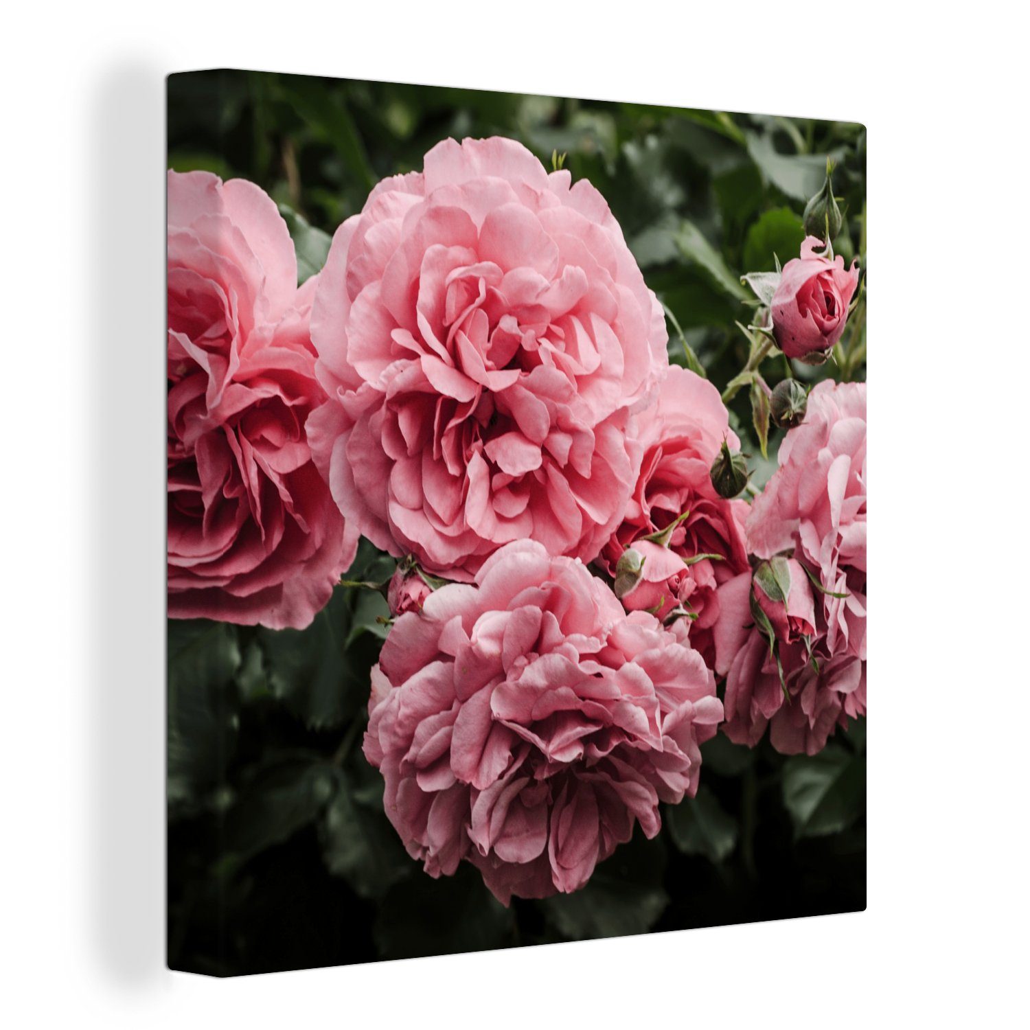 OneMillionCanvasses® Leinwandbild Rosa - Blumen - günstig online kaufen