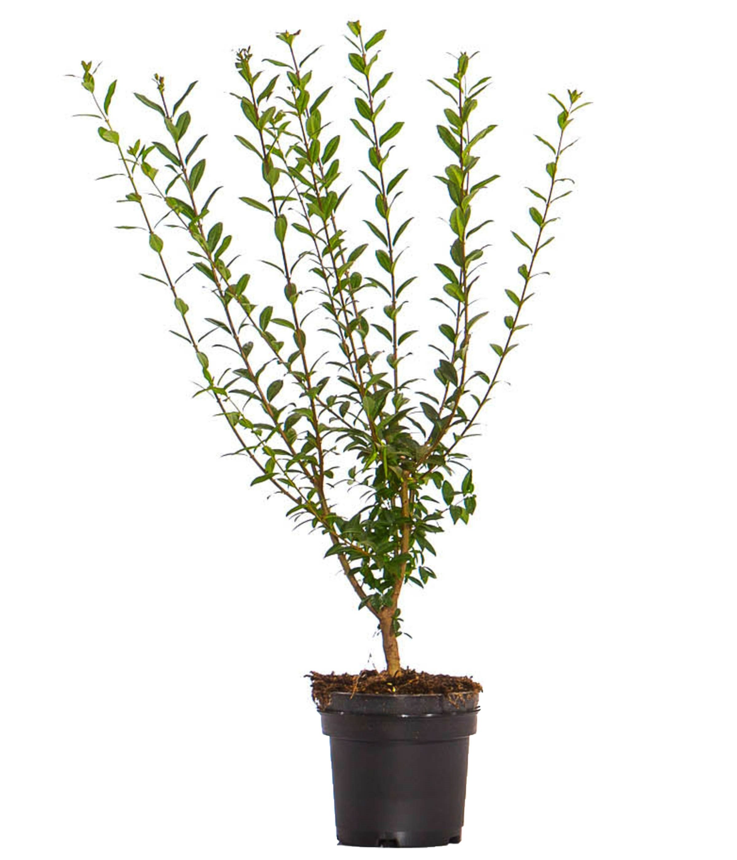 Dehner Hecken Liguster Atrovirens, 40 Pflanzen, für 10 Meter Hecke, 60-100 cm, wintergrüne Sichtschutz-Hecke, Blütenrispen ab Juni