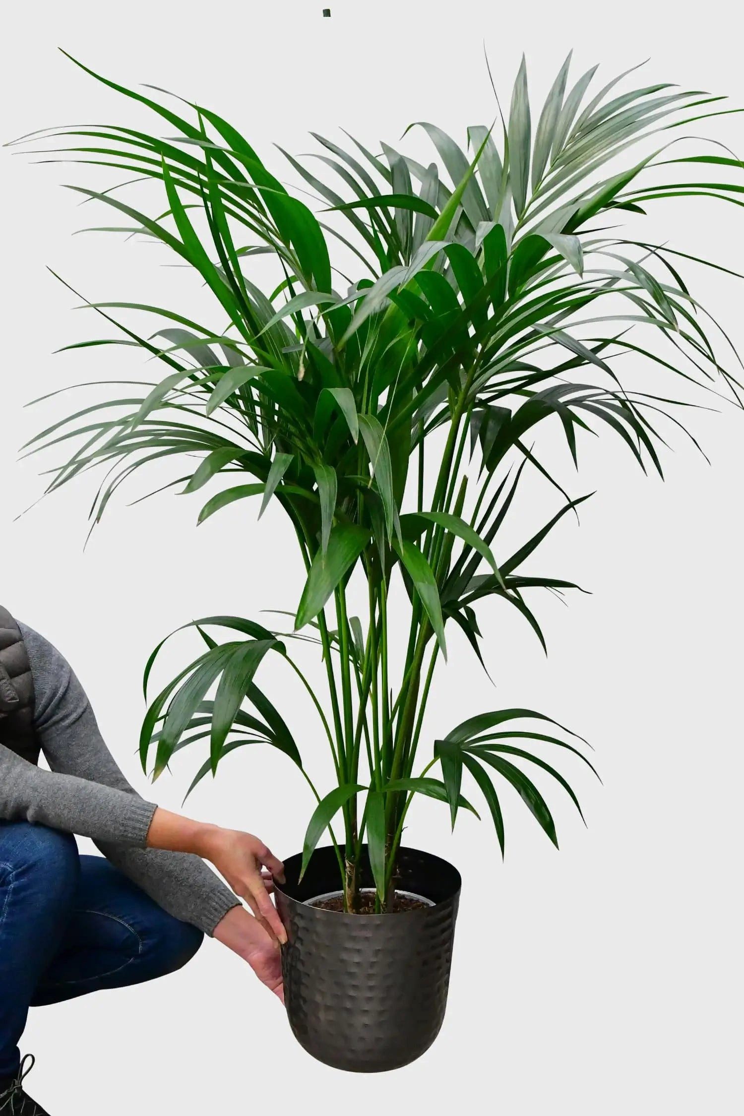 Green Me Up Zimmerpflanze Große Kentia Palme, Wächst in Erde, Pflegeleicht, günstig online kaufen