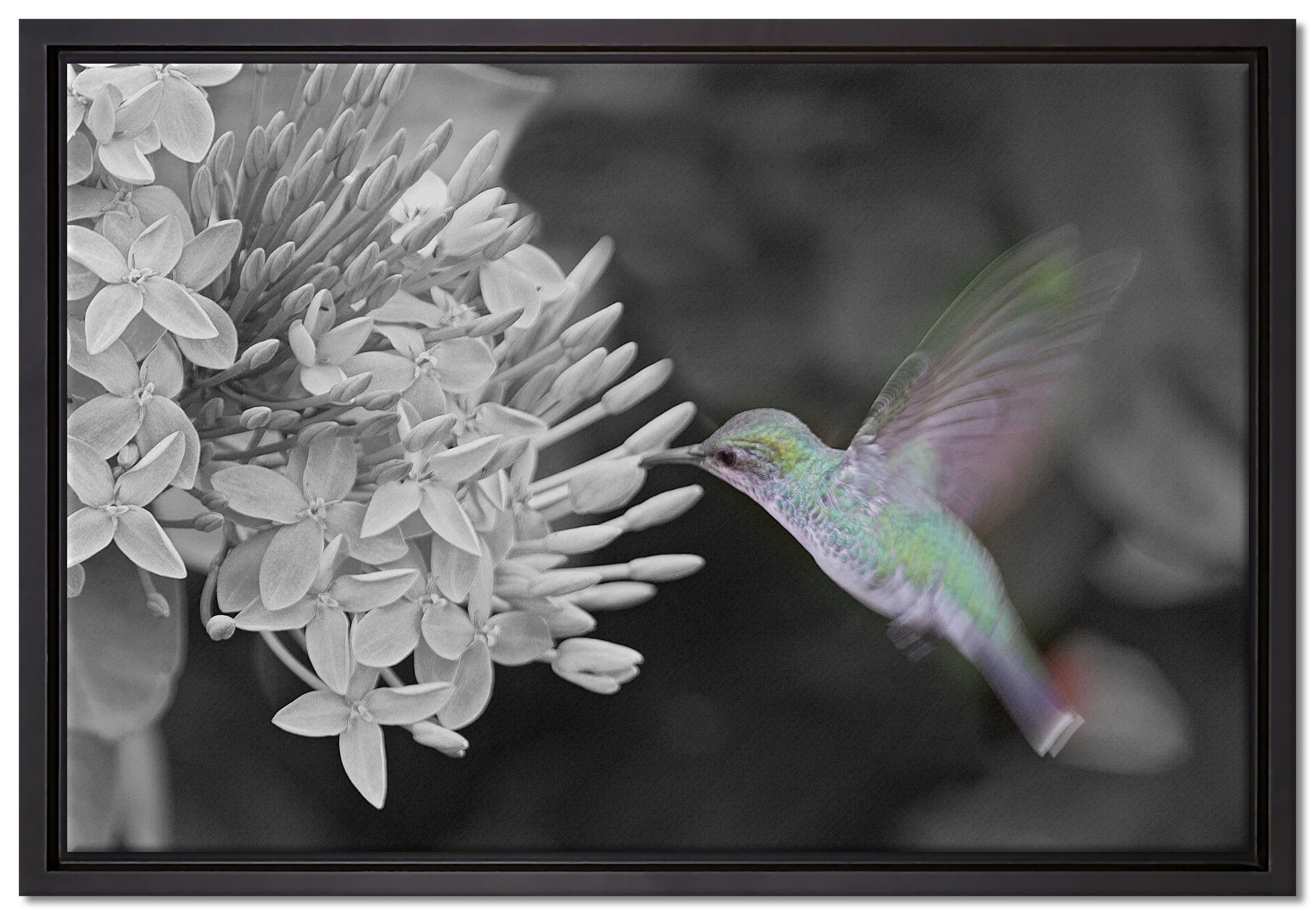 Pixxprint Leinwandbild Kolibri an Blüte, Wanddekoration (1 St), Leinwandbild fertig bespannt, in einem Schattenfugen-Bilderrahmen gefasst, inkl. Zackenaufhänger