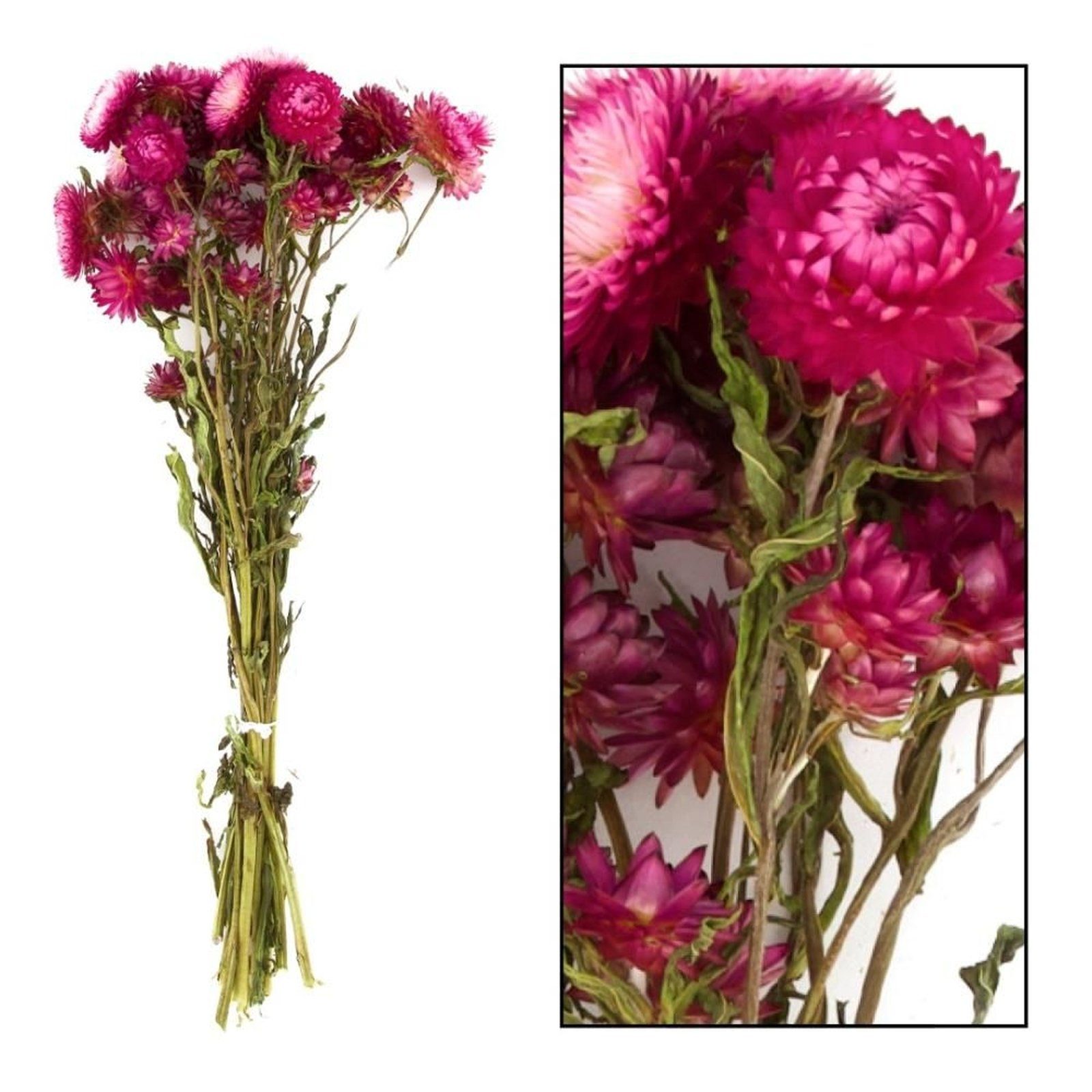 - DIJK cm, Strohblumen 50x14x7 pink Helichrysum - Trockenblume