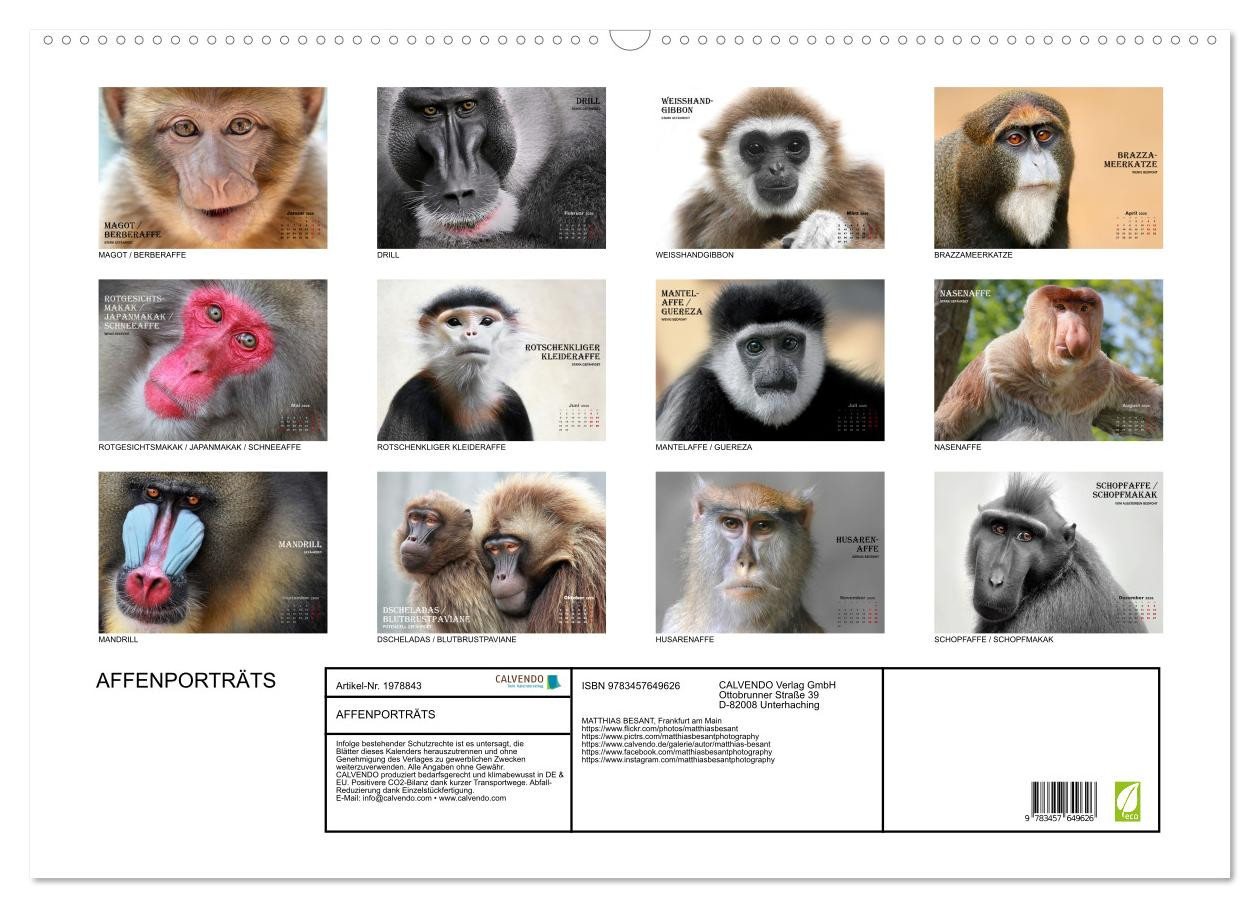 Thumbnail - CALVENDO Wandkalender AFFENPORTRÄTS (Wandkalender 2026 DIN A2 quer), CALVENDO Monatskalender