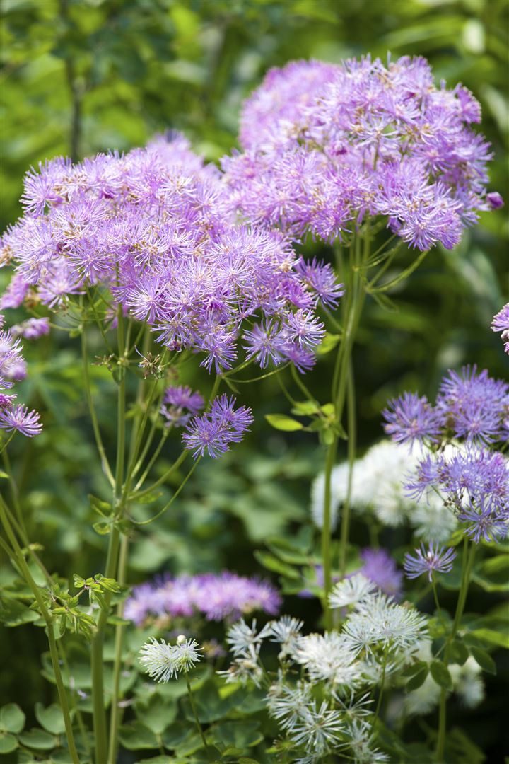 Pflanzen für Dich Staude Thalictrum aquilegifolium, 1 St., Akeleiblättrige Wiesenraute, Akeleiraute