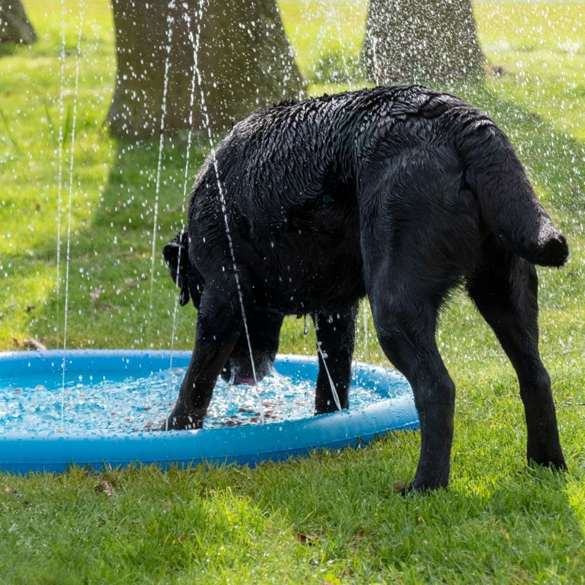 CoolPets Hundepool CoolPets Splash Pool Wasserfontäne