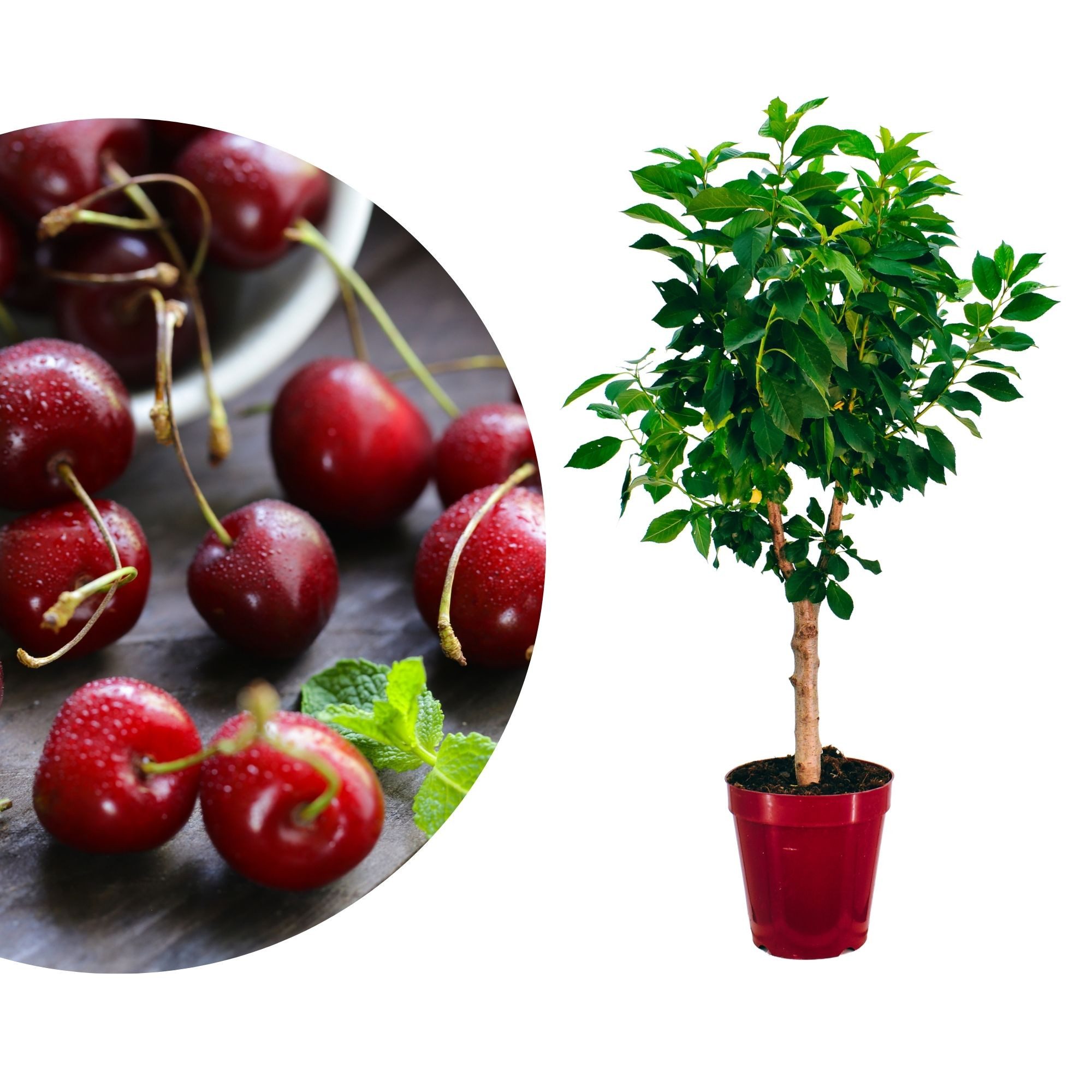Meine Orangerie Obstpflanze Zwergobst Stämmchen - diverse Sorten, mehrjähriger Obstbaum, winterhartes Zwergobstbäumchen für Garten, Balkon oder Terrasse