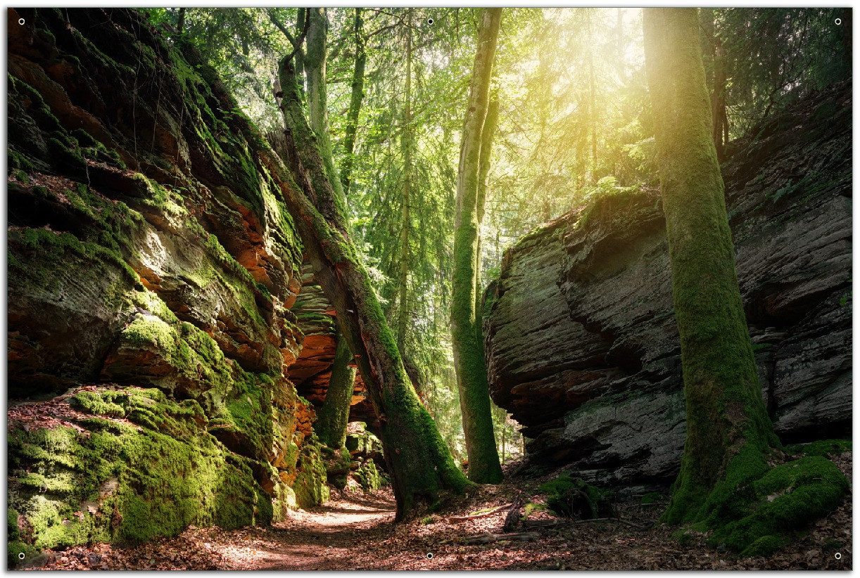 Wallario Sichtschutzzaunmatten Moosbewachsener Waldpfad im Sonnenlicht