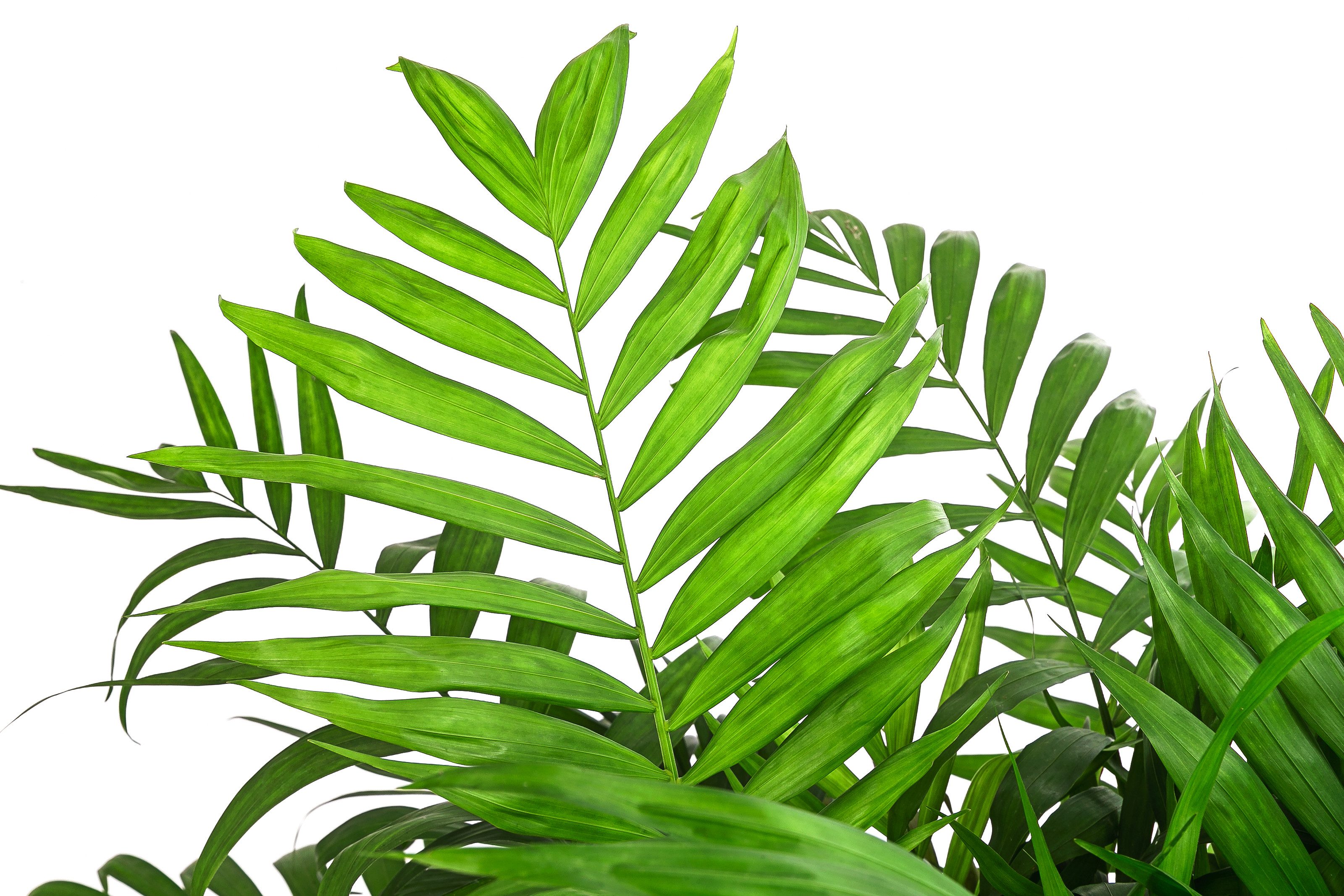 Dehner Zimmerpflanze Bergpalme, Chamaedorea elegans, in Hydrokultur, pflege günstig online kaufen