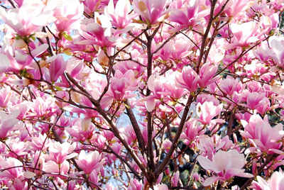 Papermoon Fototapete Kirschblüten